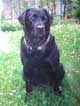 Labrador Jessie en photo pour sa ralisation en portrait animalier